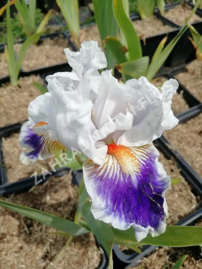 Kosatec německý 'American's Patriot' - Iris barbata-elatior 'American's Patriot'