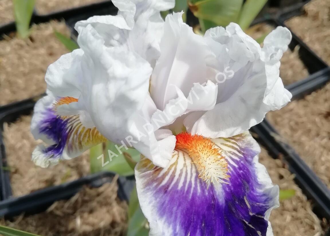 Kosatec německý 'American's Patriot' - Iris barbata-elatior 'American's Patriot'