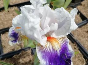 Kosatec německý 'American's Patriot' - Iris barbata-elatior 'American's Patriot'