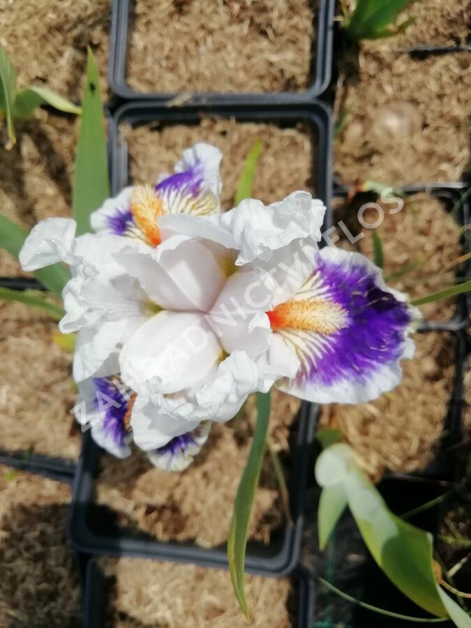 Kosatec německý 'American's Patriot' - Iris barbata-elatior 'American's Patriot'