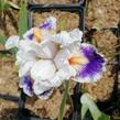 Kosatec německý 'American's Patriot' - Iris barbata-elatior 'American's Patriot'