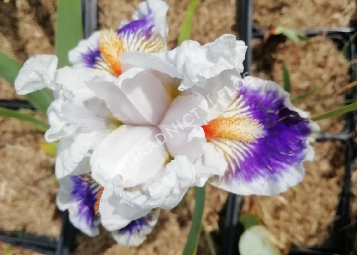 Kosatec německý 'American's Patriot' - Iris barbata-elatior 'American's Patriot'