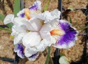 Kosatec německý 'American's Patriot' - Iris barbata-elatior 'American's Patriot'