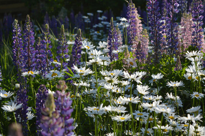 Zahalte svou zahradu do bílých a fialových odstínů!