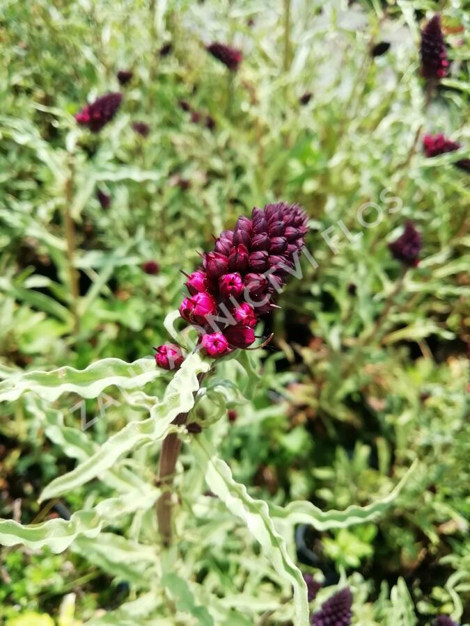 Vrbina (čerkáč) - Lysimachia atropurpurea