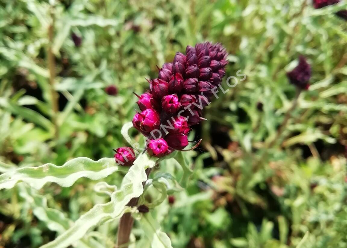 Vrbina (čerkáč) - Lysimachia atropurpurea