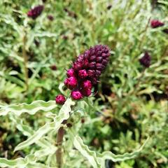 Vrbina (čerkáč) - Lysimachia atropurpurea