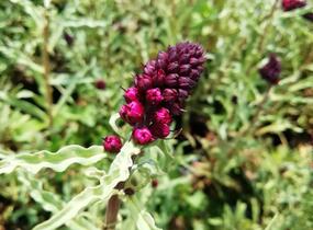Vrbina (čerkáč) - Lysimachia atropurpurea