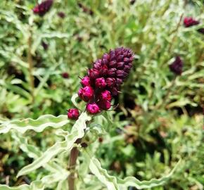 Vrbina (čerkáč) - Lysimachia atropurpurea