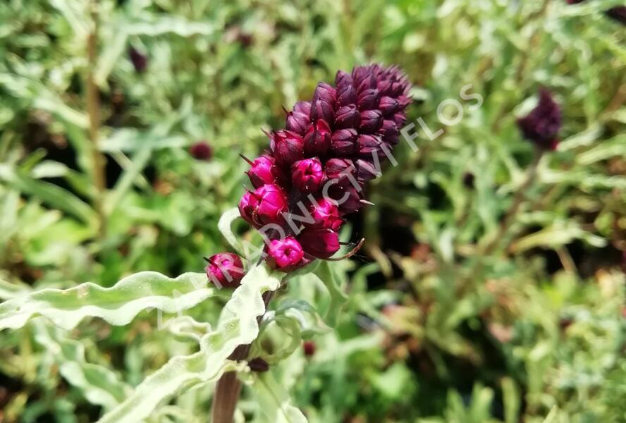 Vrbina (čerkáč) - Lysimachia atropurpurea