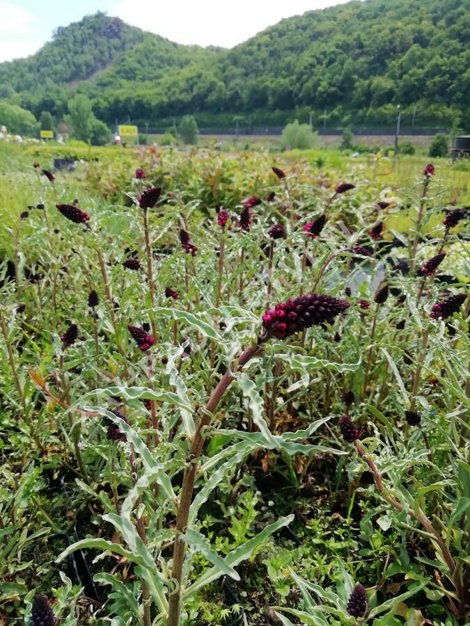 Vrbina (čerkáč) - Lysimachia atropurpurea