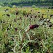 Vrbina (čerkáč) - Lysimachia atropurpurea