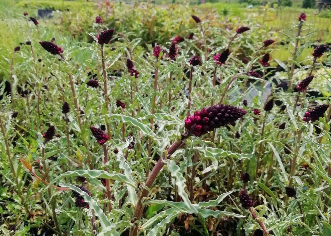 Vrbina (čerkáč) - Lysimachia atropurpurea