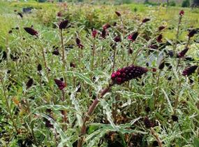 Vrbina (čerkáč) - Lysimachia atropurpurea