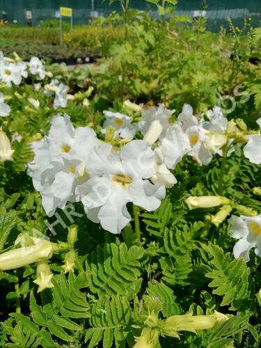 Dvojostnice 'Alba' - Incarvillea delavayi 'Alba'