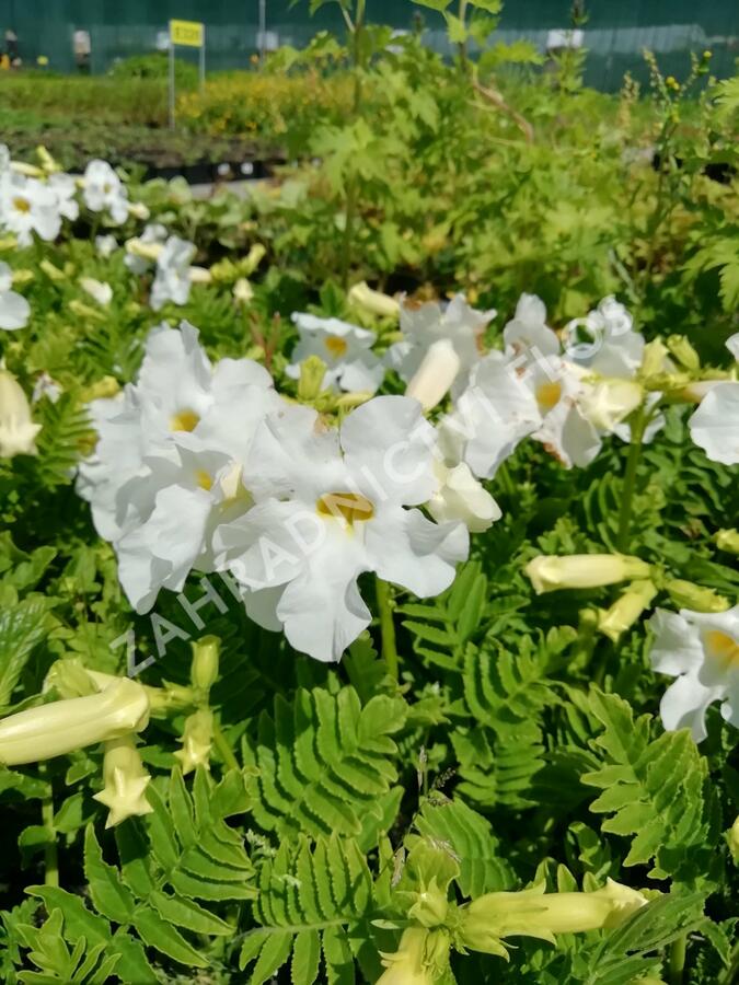 Dvojostnice 'Alba' - Incarvillea delavayi 'Alba'