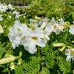 Dvojostnice 'Alba' - Incarvillea delavayi 'Alba'