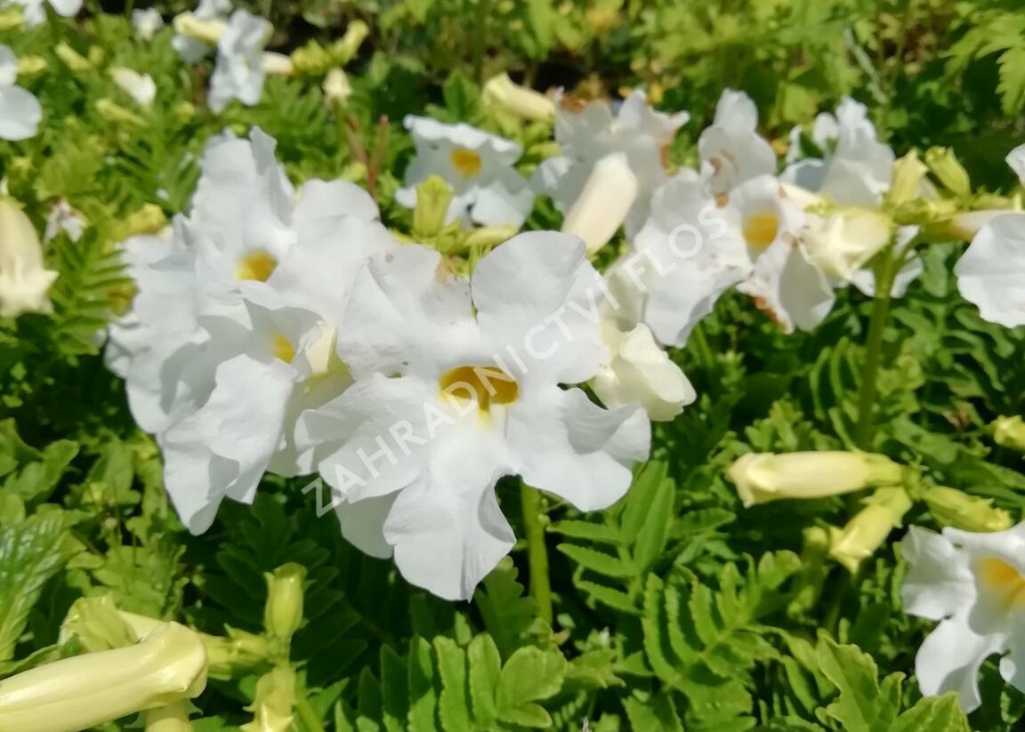 Dvojostnice 'Alba' - Incarvillea delavayi 'Alba'