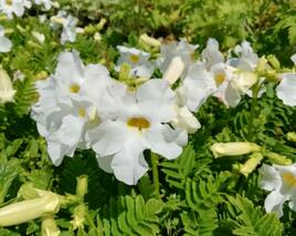 Dvojostnice 'Alba'