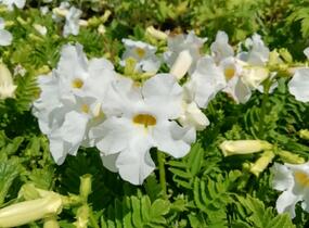Dvojostnice 'Alba' - Incarvillea delavayi 'Alba'