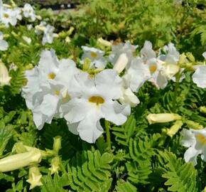 Dvojostnice 'Alba' - Incarvillea delavayi 'Alba'