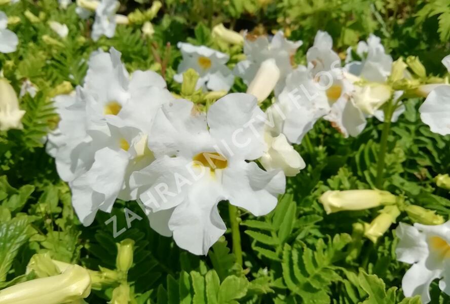 Dvojostnice 'Alba' - Incarvillea delavayi 'Alba'