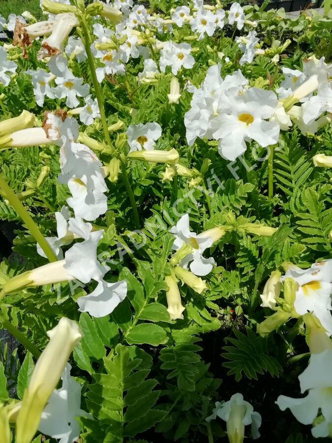 Dvojostnice 'Alba' - Incarvillea delavayi 'Alba'