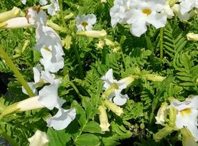 Dvojostnice 'Alba' - Incarvillea delavayi 'Alba'
