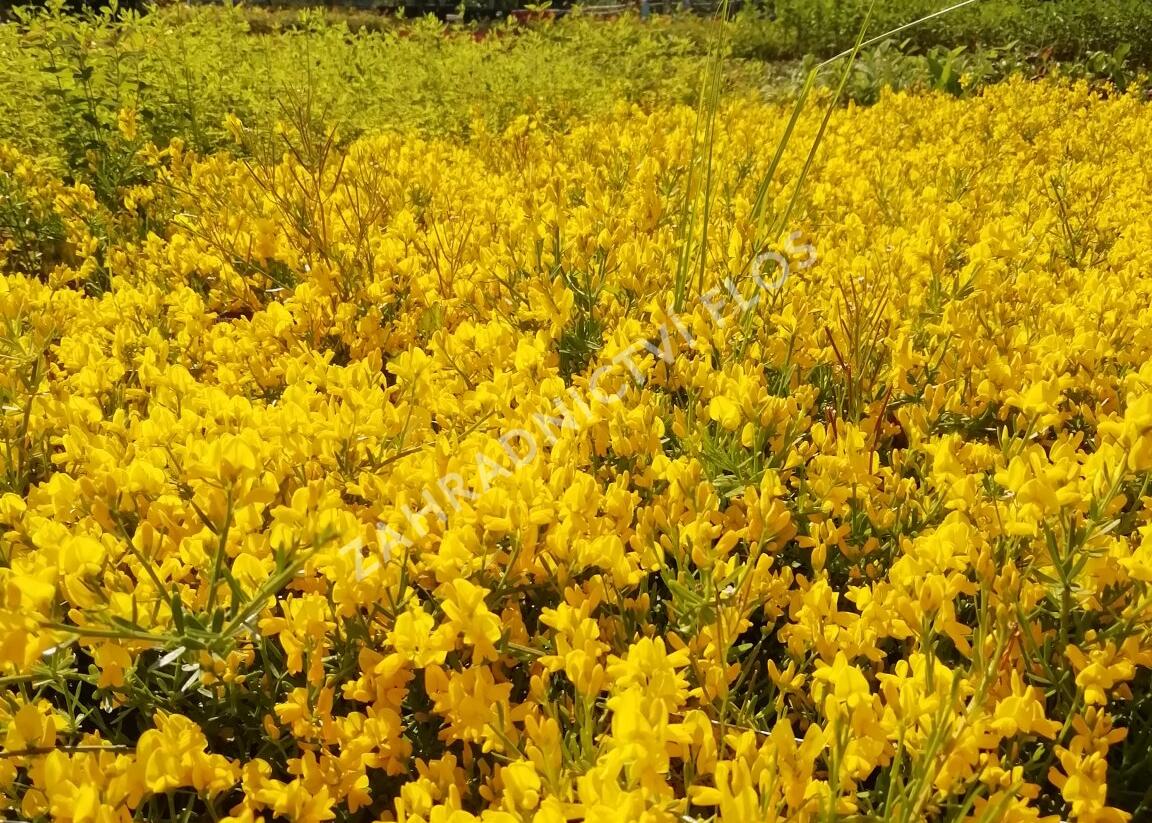 Kručinka lydijská - Genista lydia