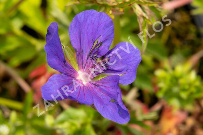 Kakost luční 'Spinners' - Geranium pratense 'Spinners'