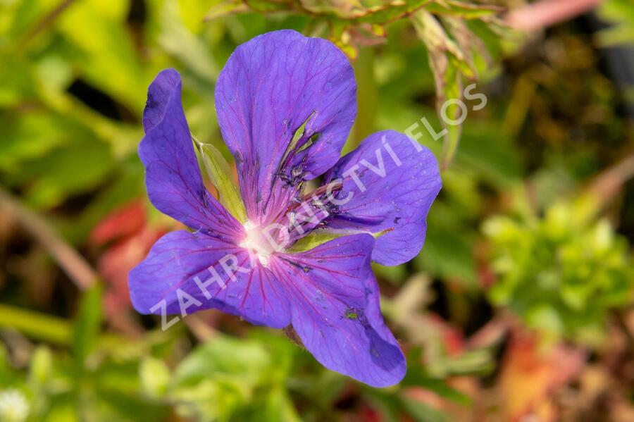 Kakost luční 'Spinners' - Geranium pratense 'Spinners'