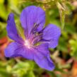 Kakost luční 'Spinners' - Geranium pratense 'Spinners'