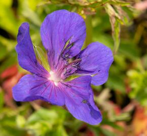 Kakost luční 'Spinners' - Geranium pratense 'Spinners'