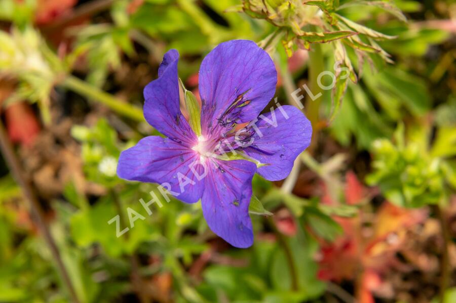Kakost luční 'Spinners' - Geranium pratense 'Spinners'