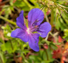 Kakost luční 'Spinners' - Geranium pratense 'Spinners'