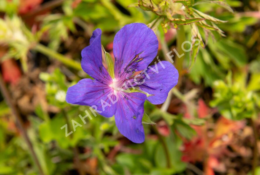 Kakost luční 'Spinners' - Geranium pratense 'Spinners'
