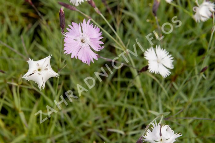 Hvozdík časný pravý - Dianthus praecox