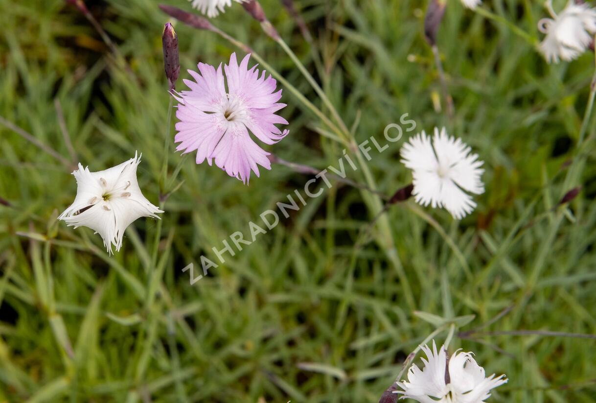 Hvozdík časný pravý - Dianthus praecox