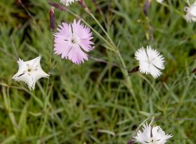 Hvozdík časný pravý - Dianthus praecox