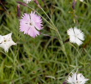 Hvozdík časný pravý - Dianthus praecox