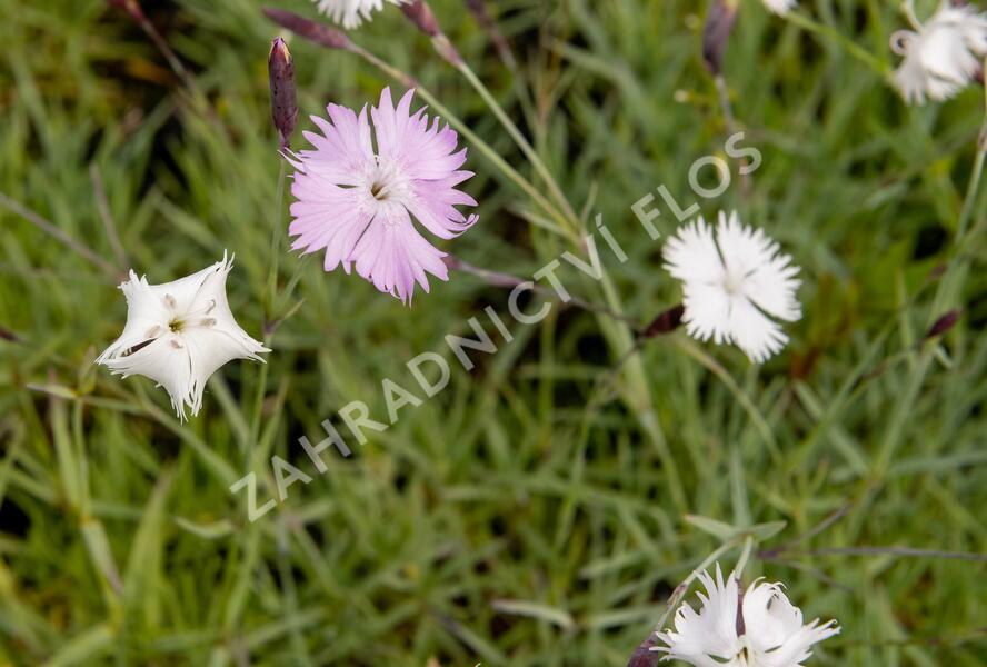 Hvozdík časný pravý - Dianthus praecox