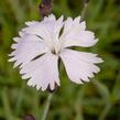 Hvozdík časný pravý - Dianthus praecox