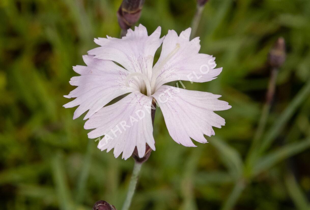 Hvozdík časný pravý - Dianthus praecox