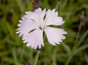 Hvozdík časný pravý - Dianthus praecox