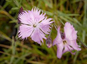 Hvozdík časný pravý - Dianthus praecox