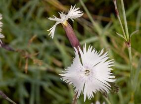 Hvozdík časný pravý - Dianthus praecox