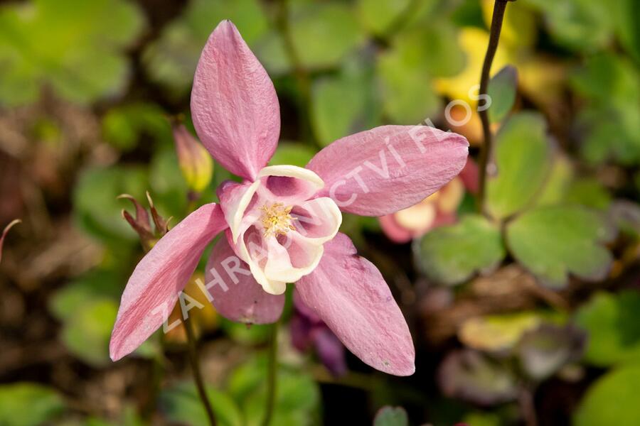 Orlíček vějířovitý 'Cameo Rose White' - Aquilegia flabellata 'Cameo Rose White'