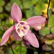 Orlíček vějířovitý 'Cameo Rose White' - Aquilegia flabellata 'Cameo Rose White'