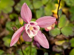 Orlíček vějířovitý 'Cameo Rose White' - Aquilegia flabellata 'Cameo Rose White'