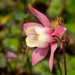 Orlíček vějířovitý 'Cameo Rose White' - Aquilegia flabellata 'Cameo Rose White'